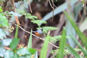 The black-faced monarch (Monarcha melanopsis) is a passerine songbird in the family Monarchidae found along the eastern seaboard of Australia, and also New Guinea. - obrazy, fototapety, plakaty