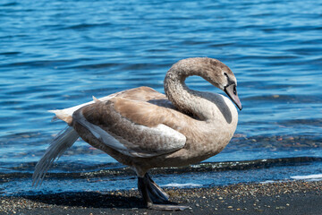 Cygne juvénile au bord d'un lac