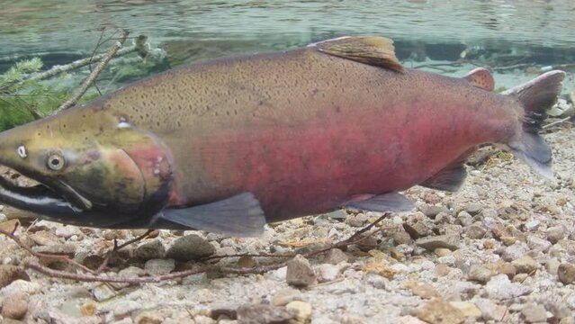 Male Coho salmon displaying full spawning colours in a shallow stream in Canada.