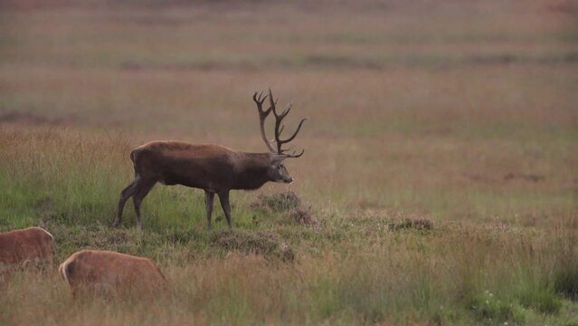 Dominant red deer stag urinating to mark territory during the rut, Hoge Veluwe