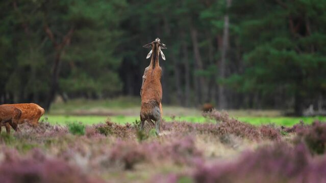Young red deer stag and hind rears up on hind legs to hit out at each other