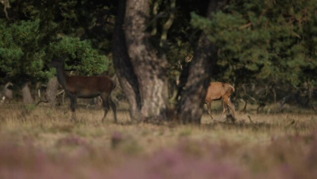 Red deer stag trots in toward where hinds stand in shade of trees, the rut