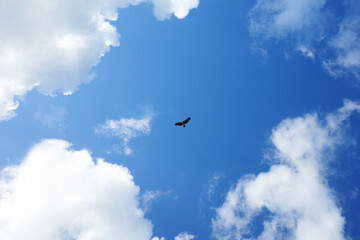 青い空に舞う鳥