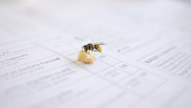 Close view of a wasp eating a bite of food on a paper