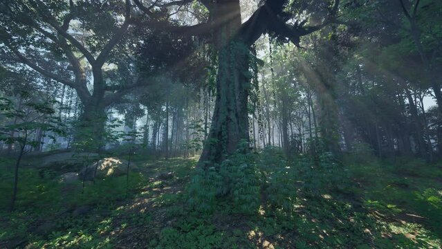 Sunlight rays pour through leaves in a rainforest
