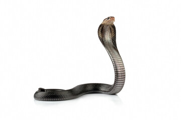 Fototapeta premium Javanese cobra snake isolated on white is ready to attack