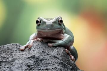 Dumpy frog sitting on a rock on a colored background - Powered by Adobe