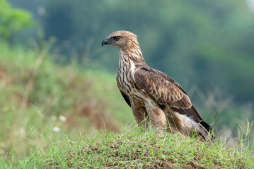 Naklejka na ściany i meble Changeable hawk eagle on a grassland