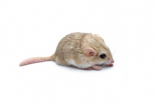 fat-tailed gerbil isolated on white seen from side