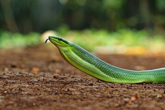 Green snake gonyosoma oxycephalum are crawling on the ground