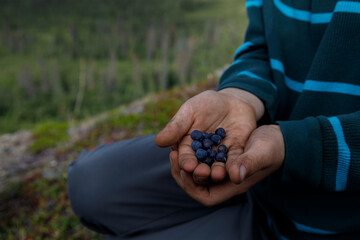 Fresh picked blueberries in child's dirty hands