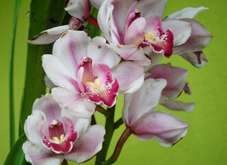 Fototapeta na wymiar Cymbidium Orchid Bloomed At Home