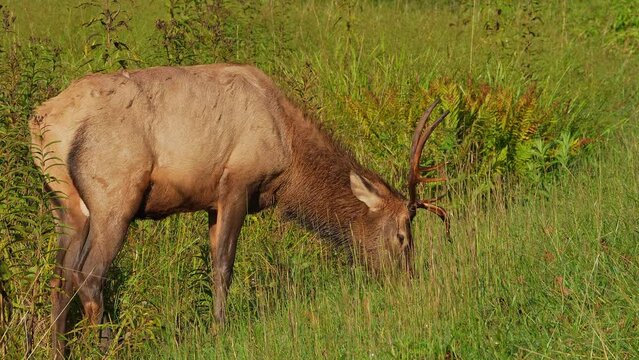 A Young Bull Elk Feeding