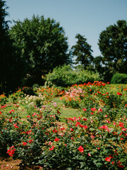 Sunny rose garden with blue skies and lush greenery