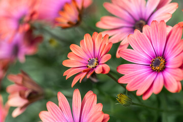 Fototapeta premium Close up of orange and pink African daisies blooming in a garden.