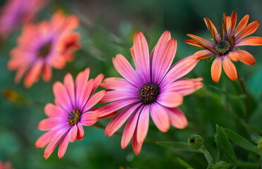 Close up of orange and pink African daisies blooming in a garden.