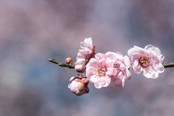 Cherry blossoms at peak bloom on the Tidal Basin in Washington, D.C.