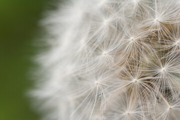 Macro view of white dandelion seeds on green ground.