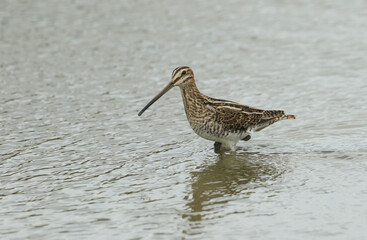 A Snipe, Gallinago gallinago, standing in the shallow water of a lake.