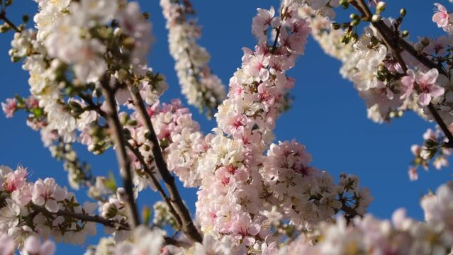 Prunus Elvins, a flowering plum in full bloom, the branches bathing in sunlight, swaying in light wind. Beautiful and romantic spring vibe.