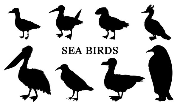 Set of black silhouettes of different sea birds flat style