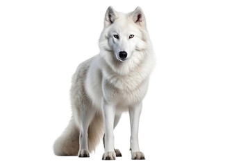 Majestic White Wolf Isolated on Transparent Background.