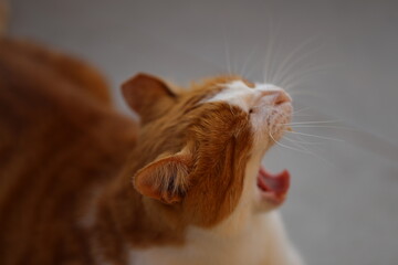 meowing cat close up