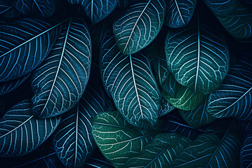 Closeup Nature View of Tropical Leaf Background, Dark Tone Concept.