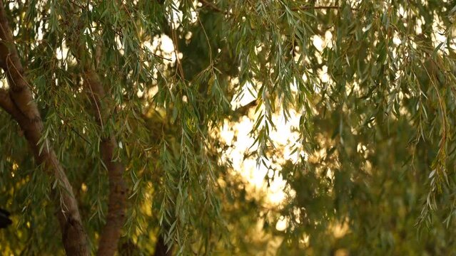 4K video with a willow tree in sunset light. Willow tree nature filming.