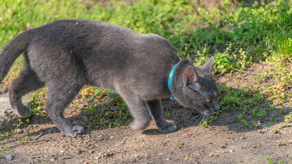 Portrait of a cute Russian Blue bred female cat with a collar and a bell and is trying to hunt, but it is difficult because of the bell makes sound, in the home yard. Anti hunting solution.