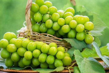 Shine Muscat Grape with leaves in blur background. Sweet grape with leaf on green bokeh background.