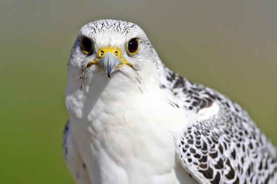Gyrfalcon // Gerfalke (Falco rusticolus)