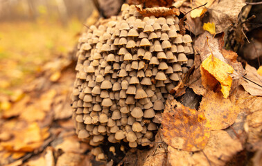 Poisonous mushroom in the ground in the forest in autumn
