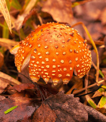 Poisonous fly agaric mushroom in the ground in the forest in autumn