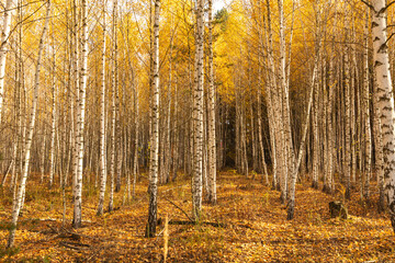 Trunks of young birches in the forest in autumn