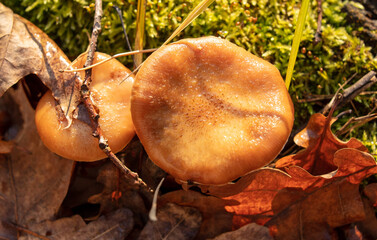 Honey mushrooms grow in the autumn forest. Close-up