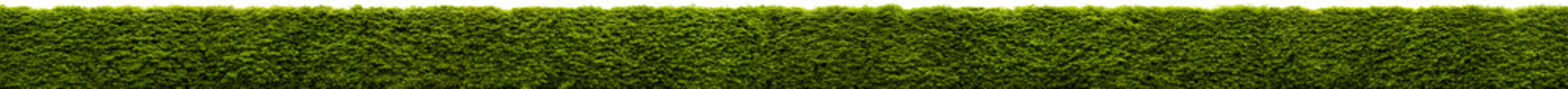 Isolated very long hedge | Hi resolution | 13.000 x 900 px