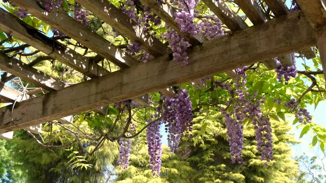 Purple wisteria hanging over trellis walkway with leaves swaying in light wind. Beautiful and quiet spring garden atmosphere.