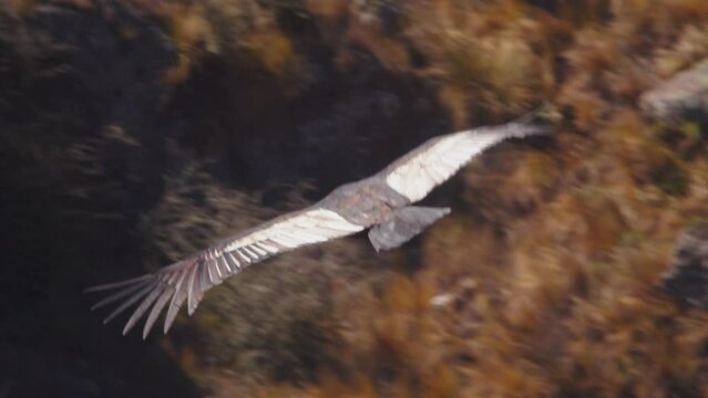 Closeup of a Condor moving away and gliding into the Andean Mountains exploring the canyon