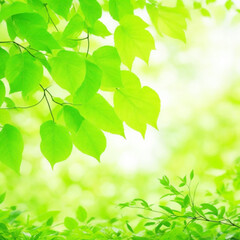 Fototapeta na wymiar green leaves background bright freshness 