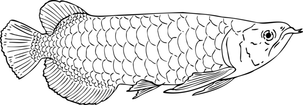 Drawing Arowana fish illustration.