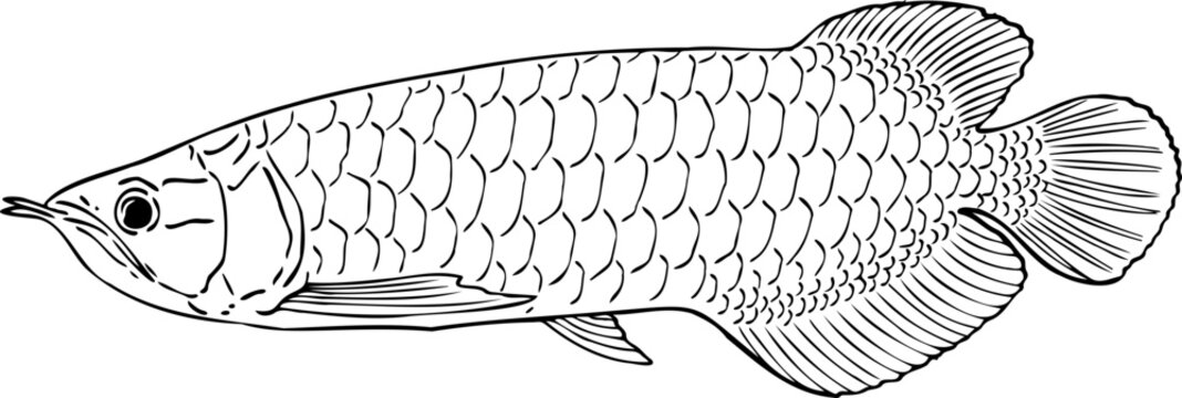 Drawing Arowana fish illustration.