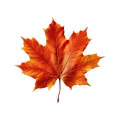 Fototapeta premium maple leaf isolated on white
