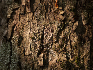 close up photo of tree bark