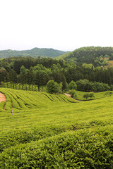 Green tea field 