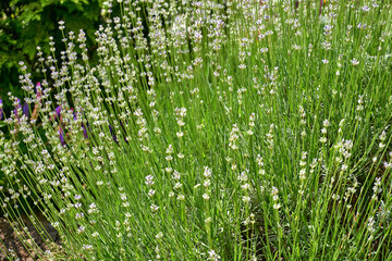 Landscaping, gardening. White flowers Lavender Nana Alba