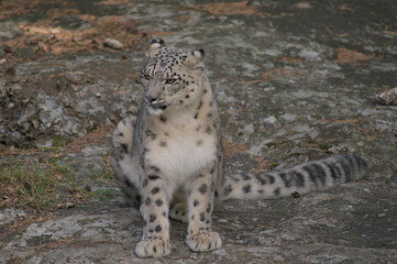Snow leopard on a mountain