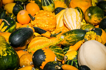Zierkürbis, Cucurbita Pepo, Kürbis, Dekoration, Herbstdekoration, Herbst, Herbstfest,...