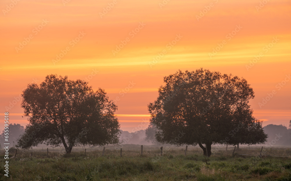 Wall mural a beautiful, colourful morning over a farm.pastures with grasses and trees