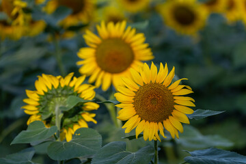 sunflower field, Vals, Midi-Pyrénées, Ariège department, French Republic, Europe